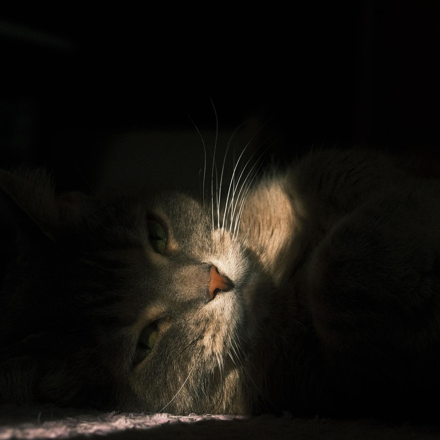 A gray cat lying on the carpet in a dark room, a tiny pit of light hits her face