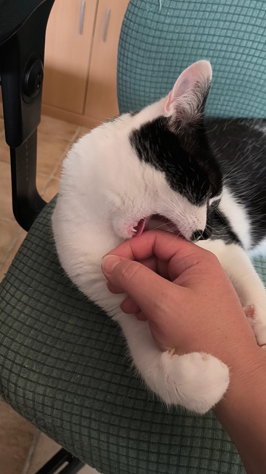 A black and white cat on a desk chair, holding onto her human's hand with her paws and biting their fingers.