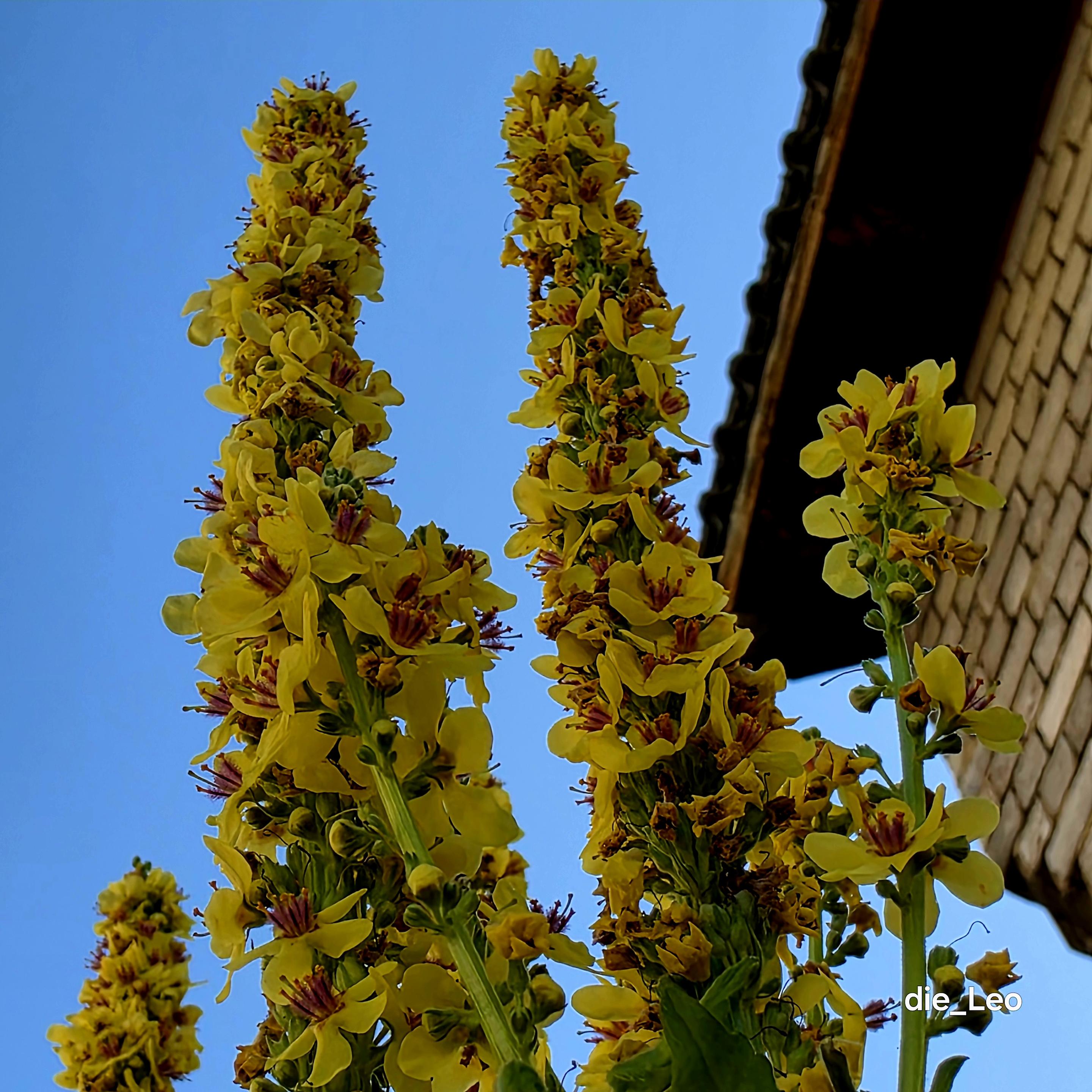 Schwarze Königskerze

Black Mullein

Verbascum nigrum