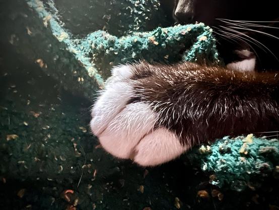 Cat paw from barely visible sleeping cat on a green fuzzy blanket