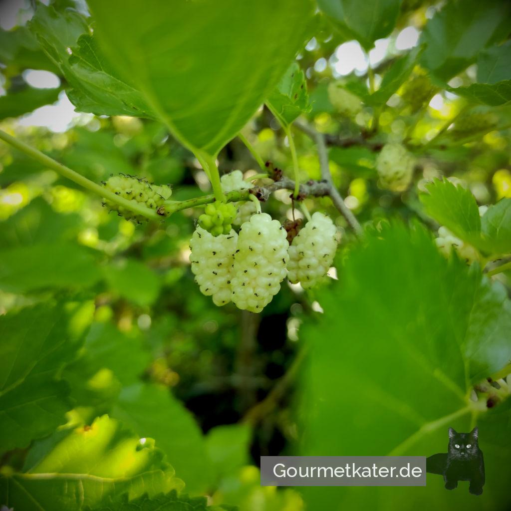 Maulbeer-Ernte