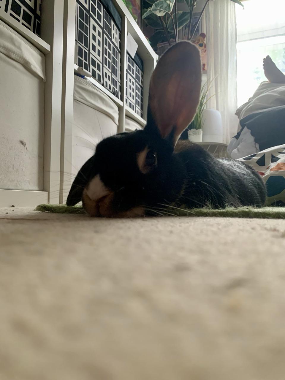 A very hot, black rabbit flopped down onto the living room carpet in the 30°C heat. His left ear is straight up in the air.