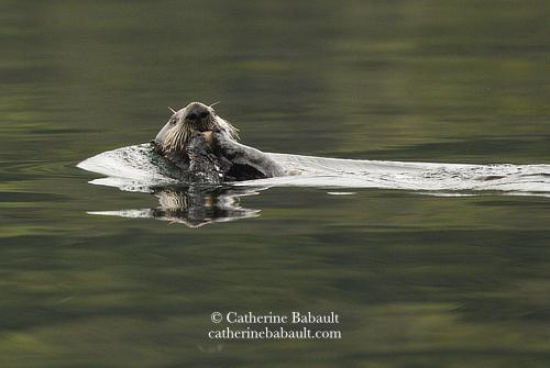 A sea otter on its back holds a clam with its front paws close to its mouth. It looks at the camera. The water looks dark green due to the reflection of a coastal forest.