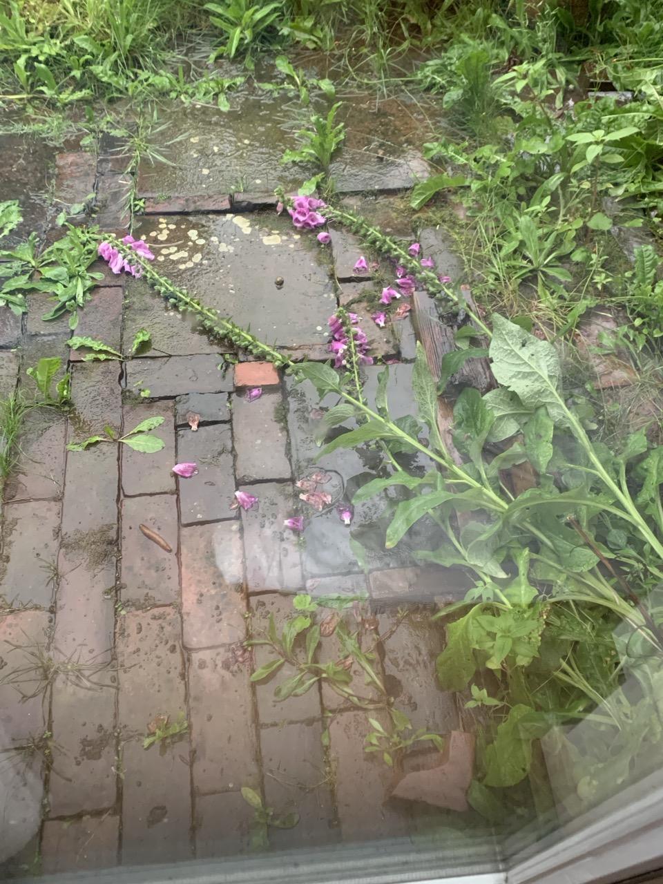 Door een nat tuindeurraam gezien de drie vingerhoedskruiden door regen plat op de stenen grond geslagen.