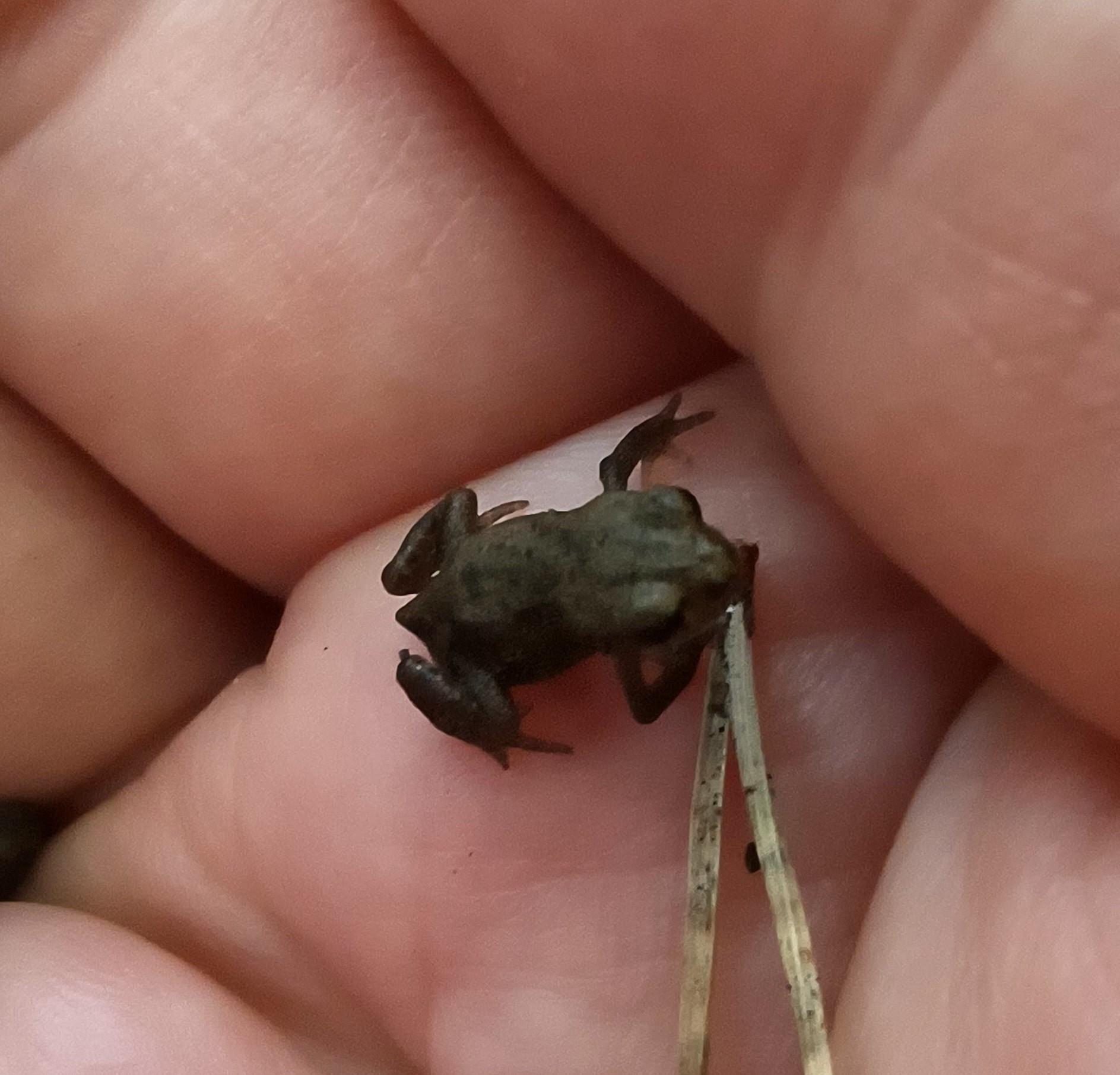 A very tiny toad on the hand of the twitter assistant