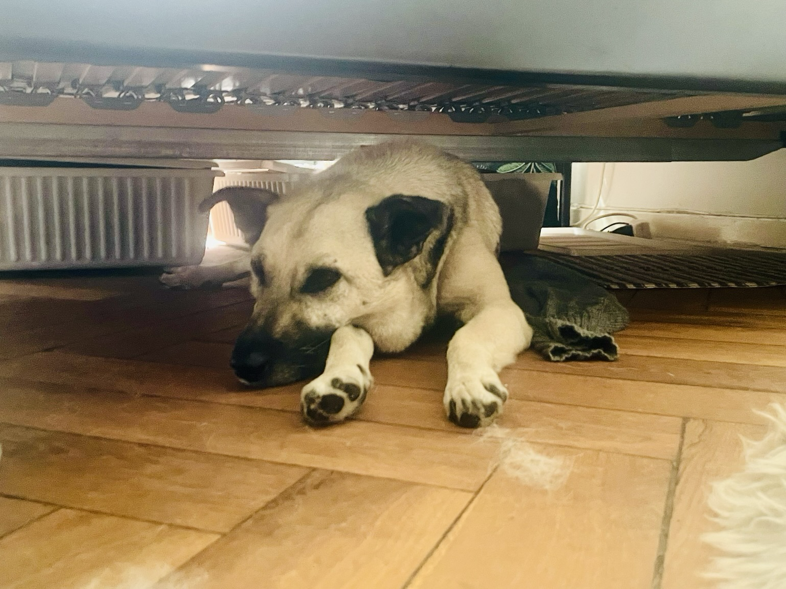 Der Hund liegt unter dem Bett auf einer Kühlmatte. Neben ihm ein Stoffbeutel mit Kühlelementen.