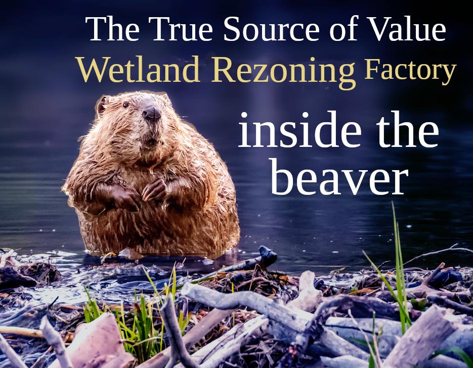 Picture of beaver on dam in style of Softbank goose pitch deck. 

Text reads: "The True Source of Value: Wetland Rezoning Factory inside the beaver"