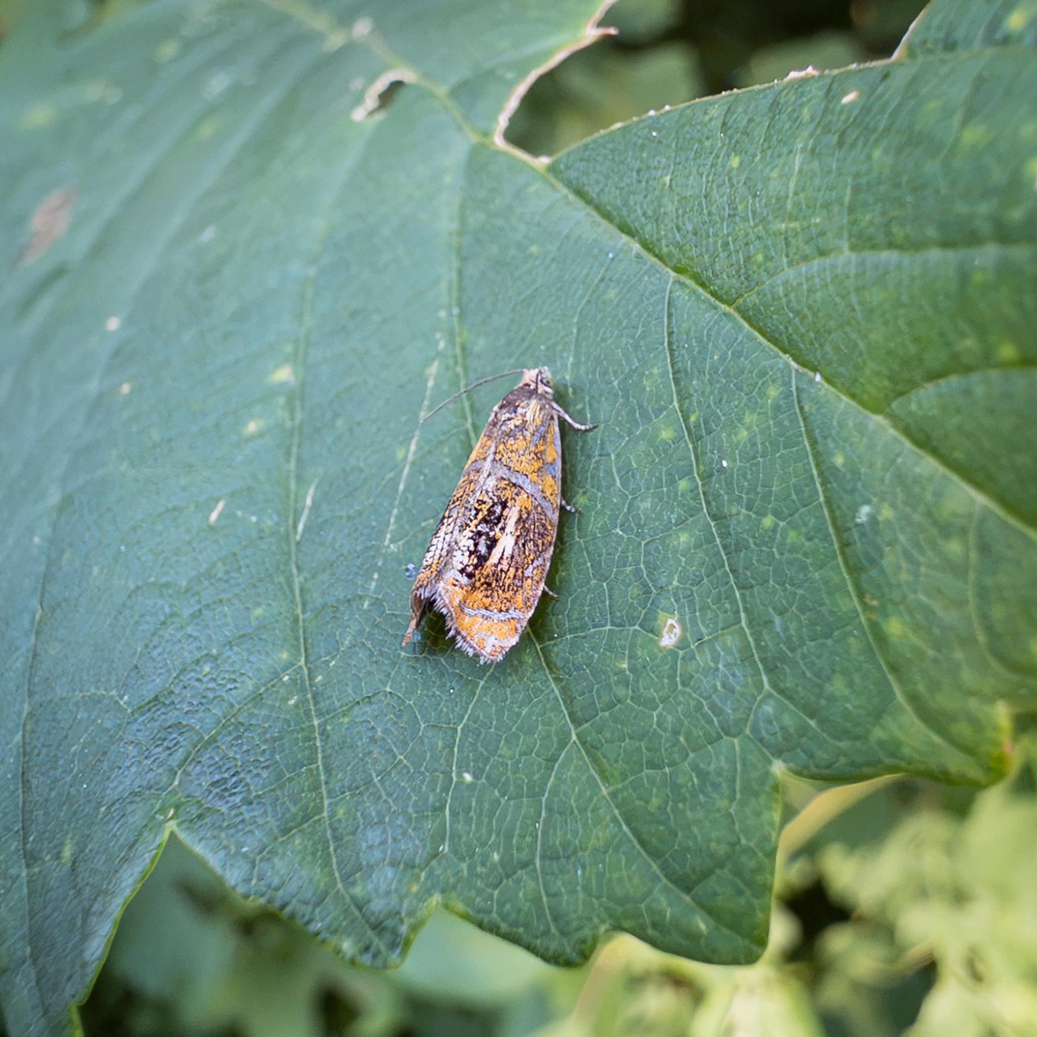 A small moth sitting on a green leaf with its wings folded over its body. The wings are a colourful and patterned mix of orange with white and silver bands and stripes. The ends of the wings are tasselled grey.