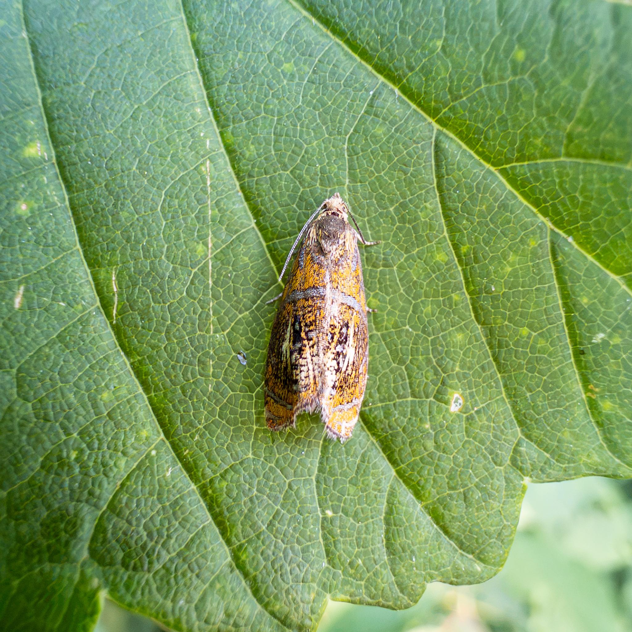 The same moth seen from above, showing the symmetric orange, silver, and white pattern in more detail. The head of the moth is white, with long folded back antennae.
