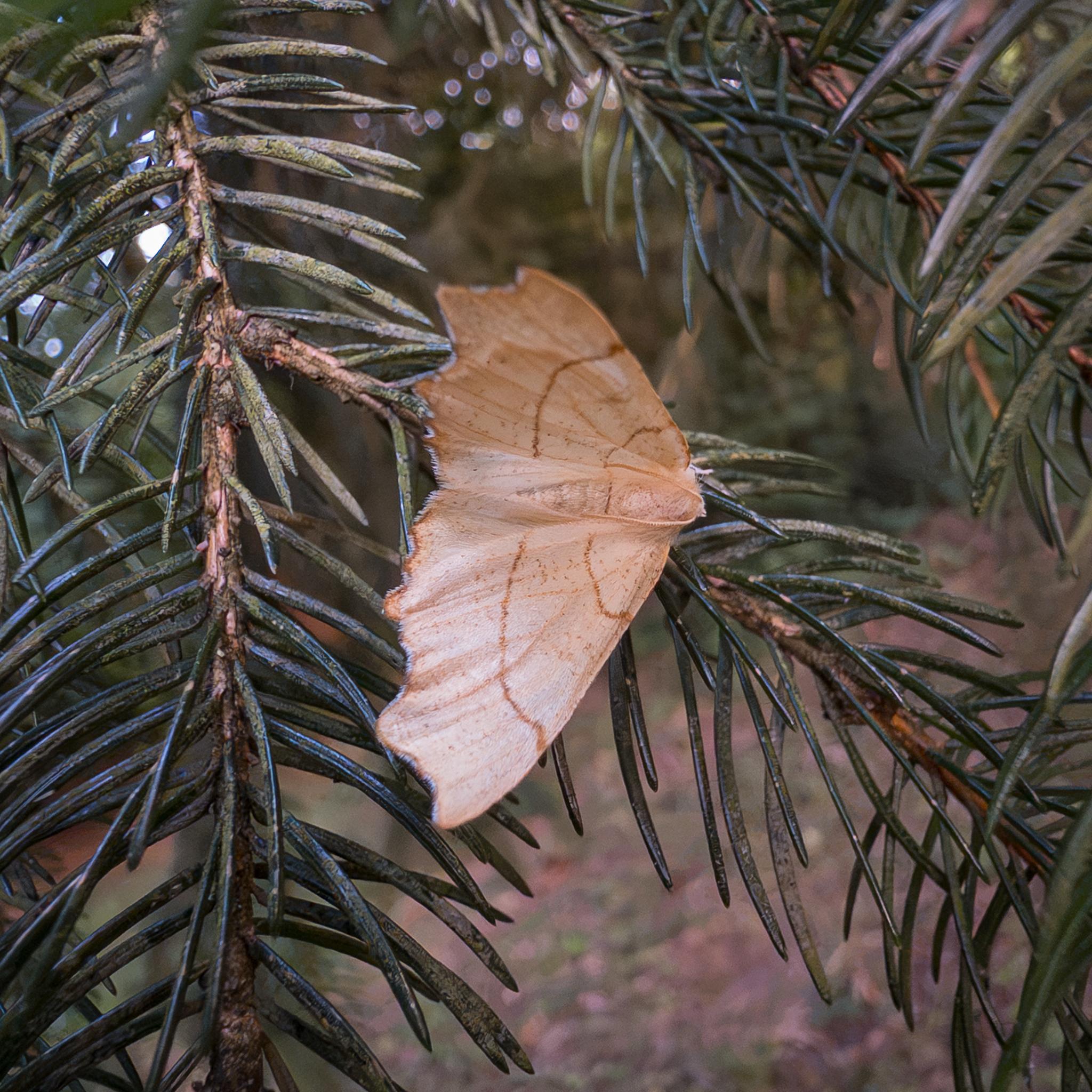 A moth seen with its wings spread, hanging onto a conifer. The wings are a light brown, with darker dots and two darker lines, arcing from one side of the wings to the other. The trailing edges of the wings are scalloped. The body of the moth is the same light brown, with lots of hairs, and the antennae are folded back over the body. Those are very fluffy, although the picture doesn't show that well.