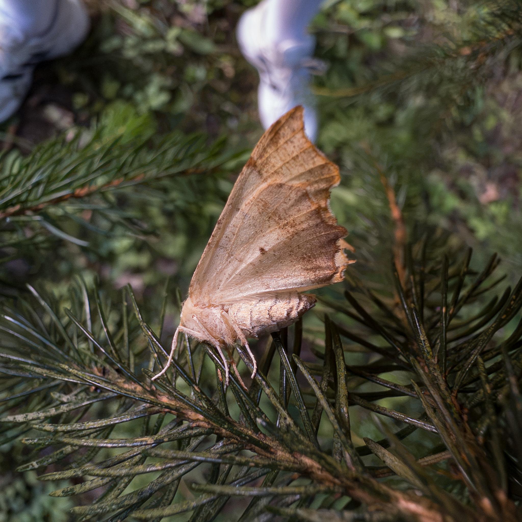 The same moth seen from the side showing the underside of the wings. Again, they're light brown with a spattering of darker brown markings. The abdomen is seen more clearly, showing a series of segments, and the legs are again light brown to almost white.