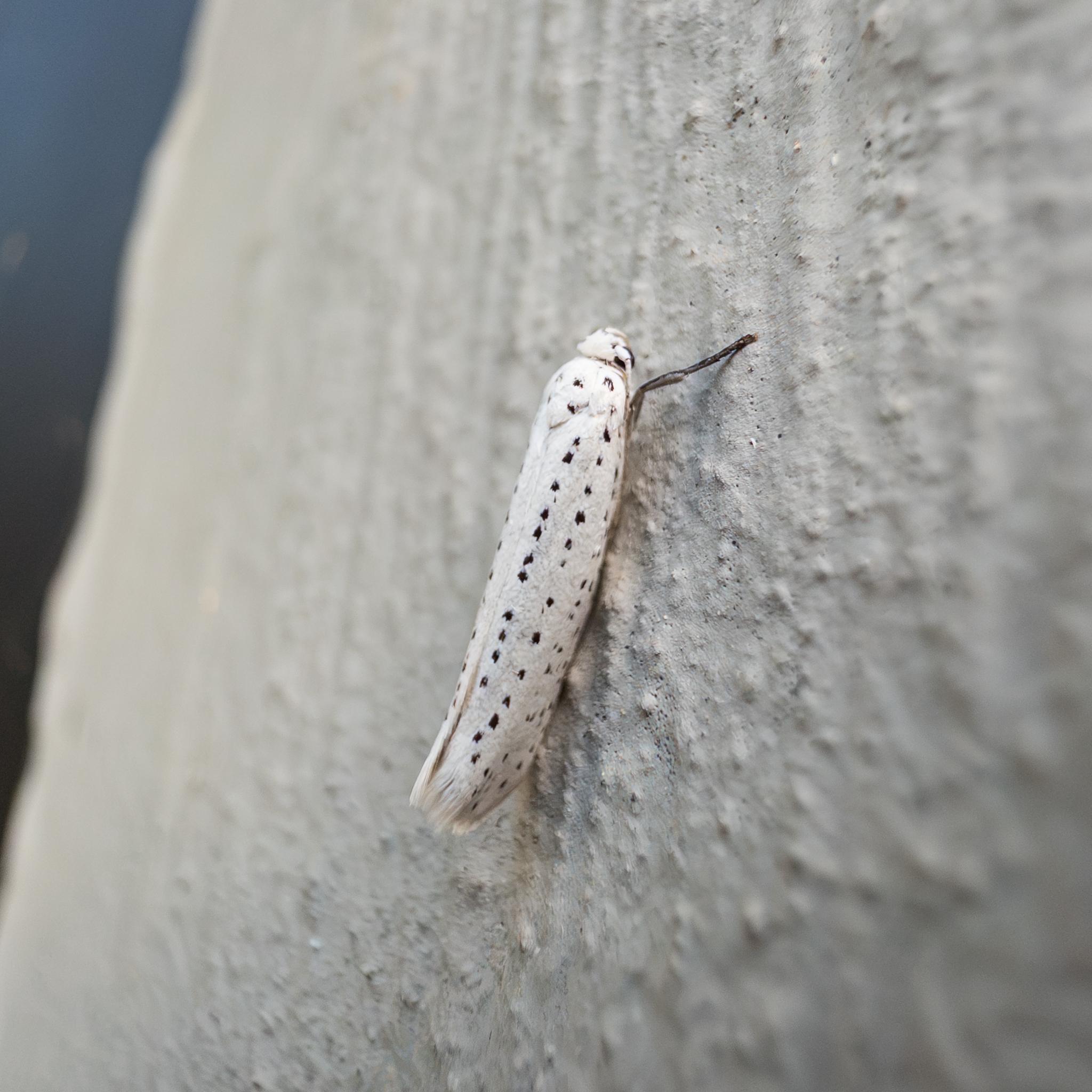 A small moth seen side on on grey textured concrete. The moth is mostly white, with longitudinal rows of black dots along its wings.