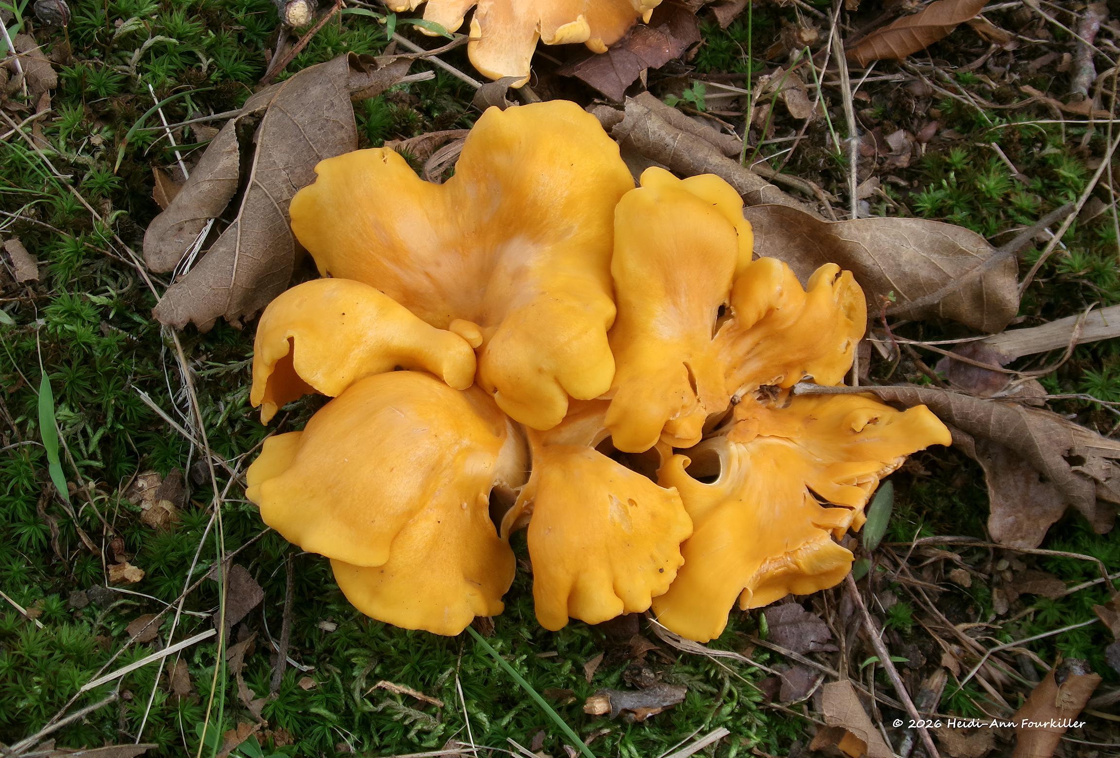 Golden Chanterelle (Cantharellus cibarius)
Taken by Heidi-Ann Forkiller in Eastern Oklahoma