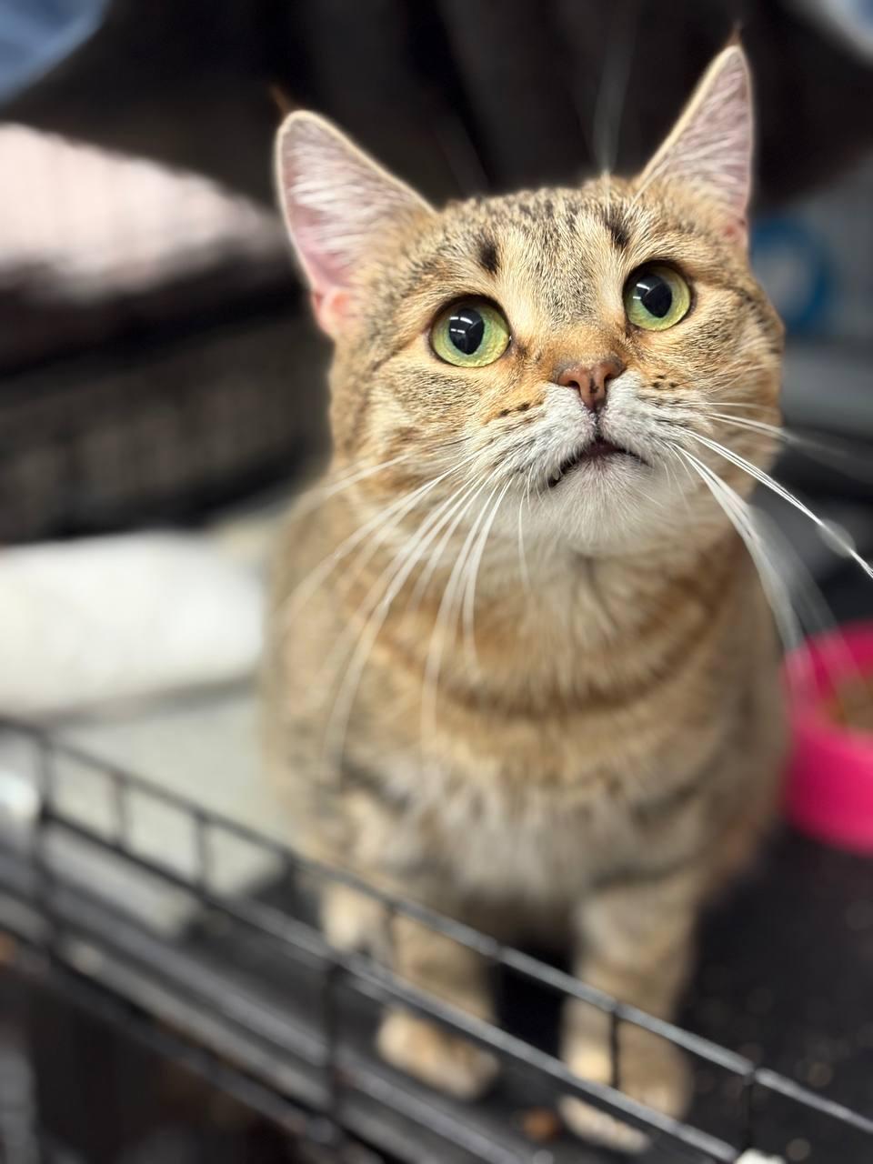 A close-up, slightly high-angle shot captures a brown tabby cat with striking green eyes looking upward with a curious and attentive expression. The cat has a warm, tan-colored coat with dark striped markings, a pinkish nose, and long, prominent white whiskers.The background is softly blurred, showing glimpses of what appears to be a wire kennel or crate and a pink food bowl, suggesting the setting might be a shelter or a pet enclosure. The lighting is soft, highlighting the detail in the cat's fur and the clarity of its wide, bright eyes.