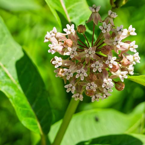 Common milkweed makes a globe of flowers with five petals or maybe sub-flowers and behind that you can see harsh shadows on long blurry leaves