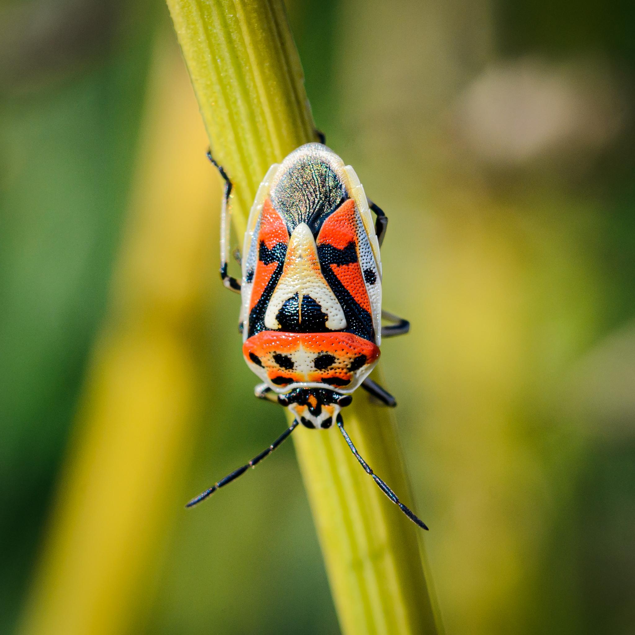 A shield bug seen from above in evening sunlight, holding on to a green plant stem, pointing downwards. The shield bug has a strong pattern of red, black, and white, with tinges of orange and yellow in places. The regular colour scheme is just red and black, but this is one of several common variations.