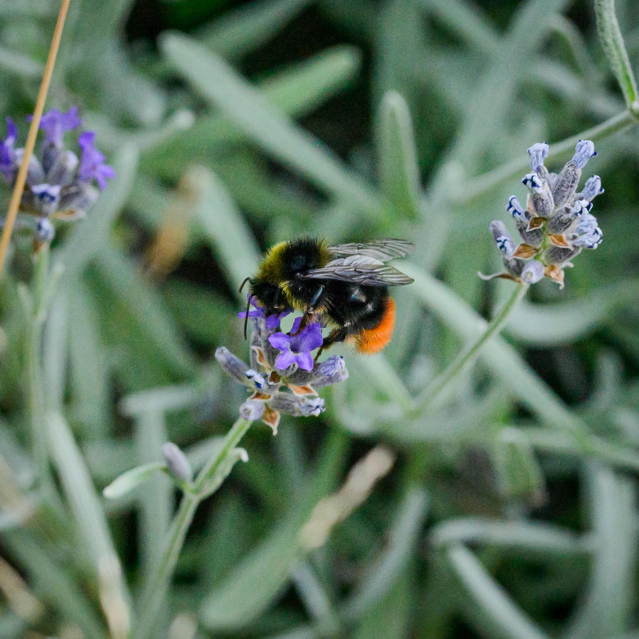 A bumblebee seen side on feeding on some lavender flowers. The bee is mostly black, but with a very red-orange tail, and some yellow near the front of the thorax, both hairs and pollen. The light levels are very low, so the picture isn't great.