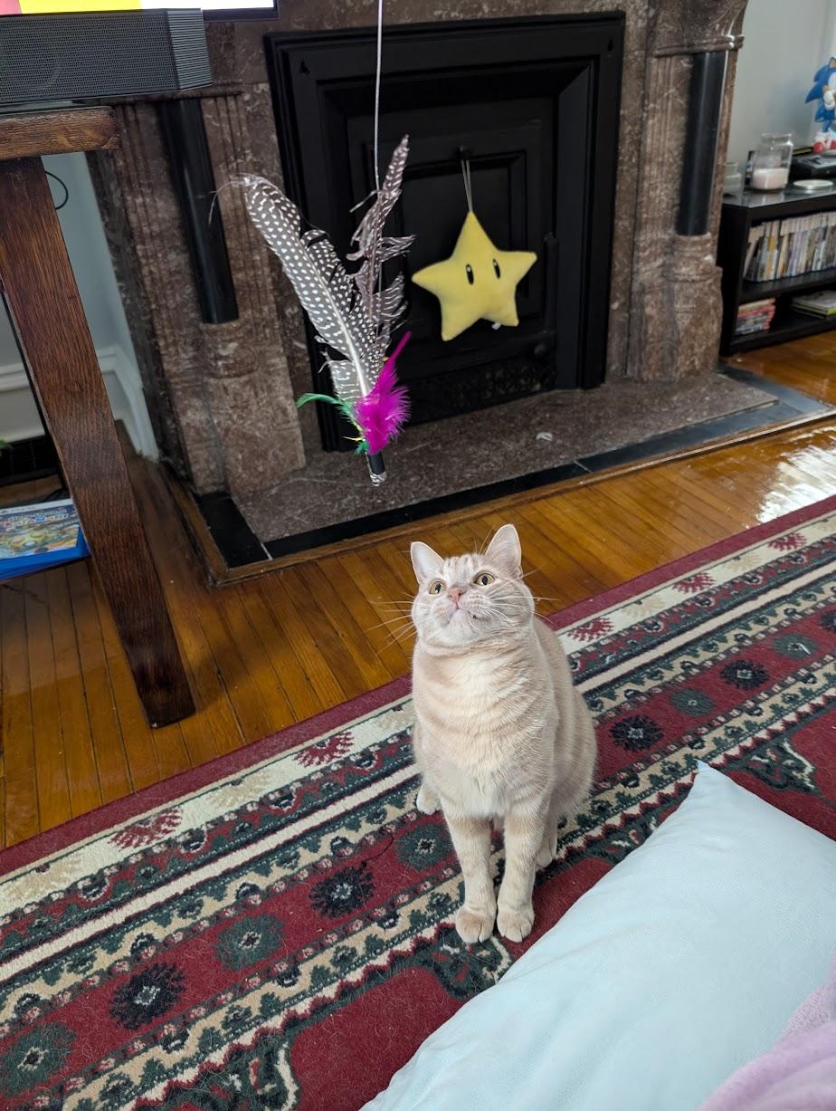 Shine, a beige tabby cat, looking oddly at a dangling toy. His face is neutral yet strained.