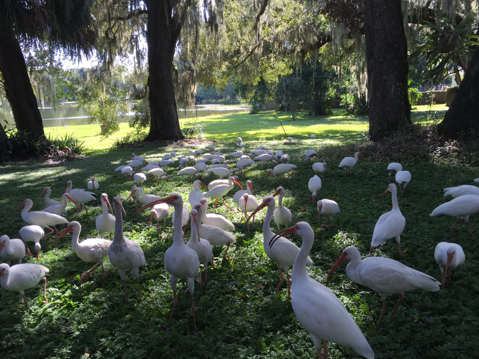 A large flock of white Ibis on grass and 3 large oak trees with a small lake in the background.