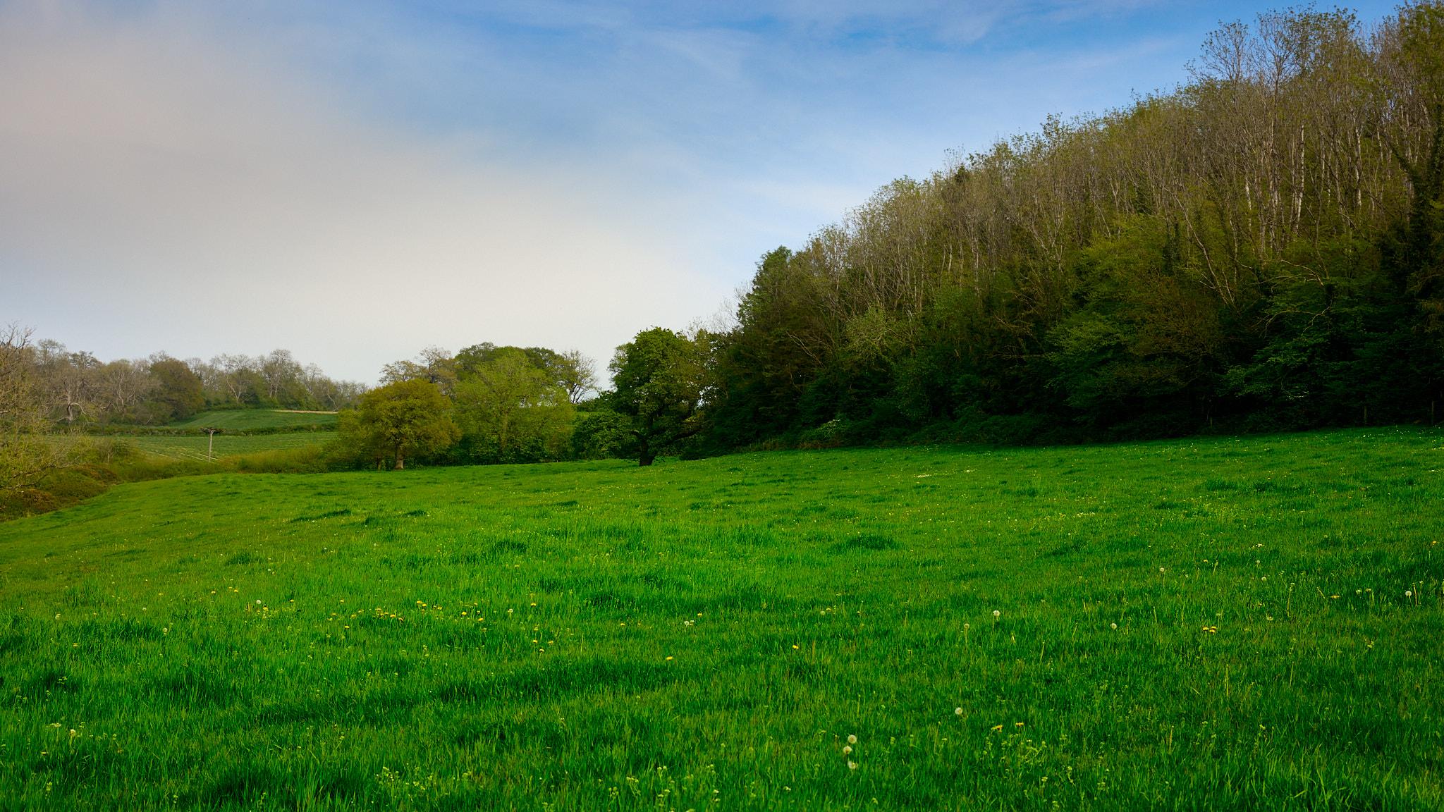 green meadow stretches across the foreground, dotted with small yellow flowers. In the background, a line of trees marks the edge of a forest, with some trees showing fresh green leaves. The sky above is mostly clear with soft clouds
