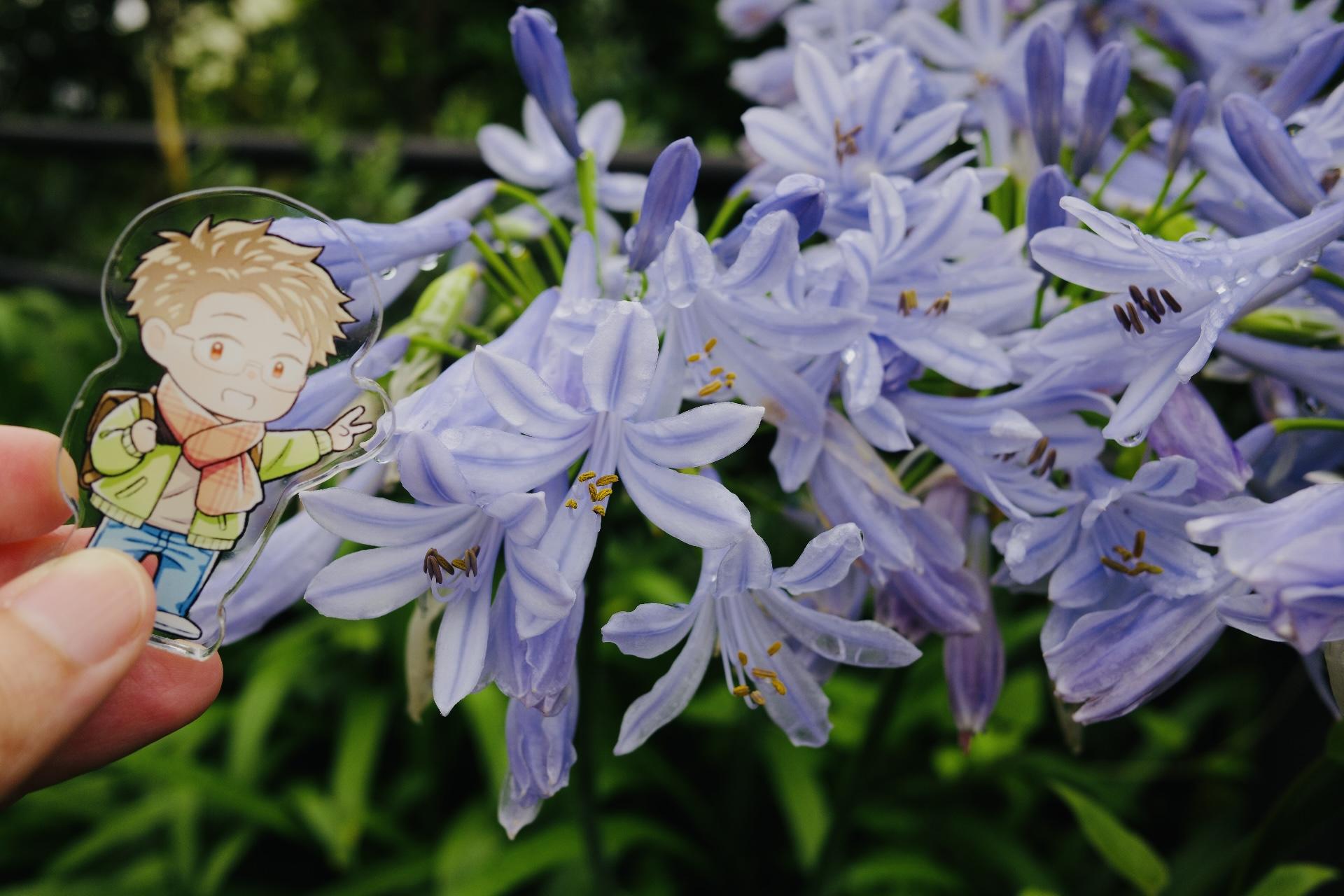 在公園看到漂亮的藍紫色花！這次換俊人入鏡～