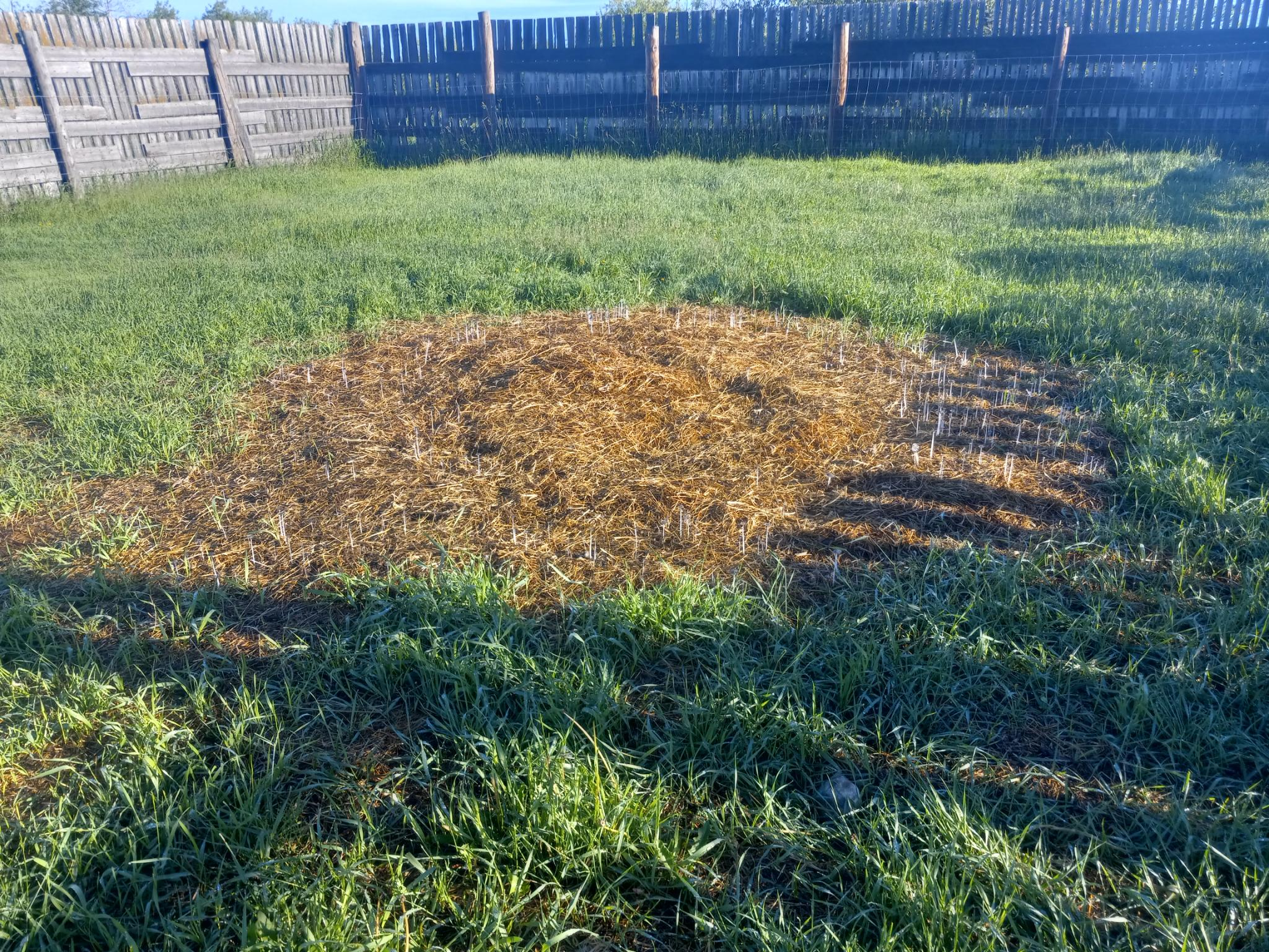 A flattened pile of old hay in the middle of a grassy area surrounded by a tall wooden fence.  There are tiny, tall, thin mushroom stalks growing out of the straw, mostly around the edges, making a circle of mushrooms.