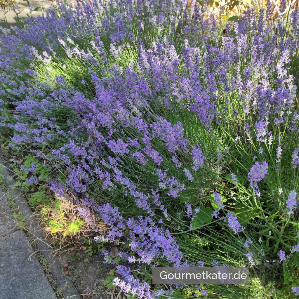 Lavendel-Blüte