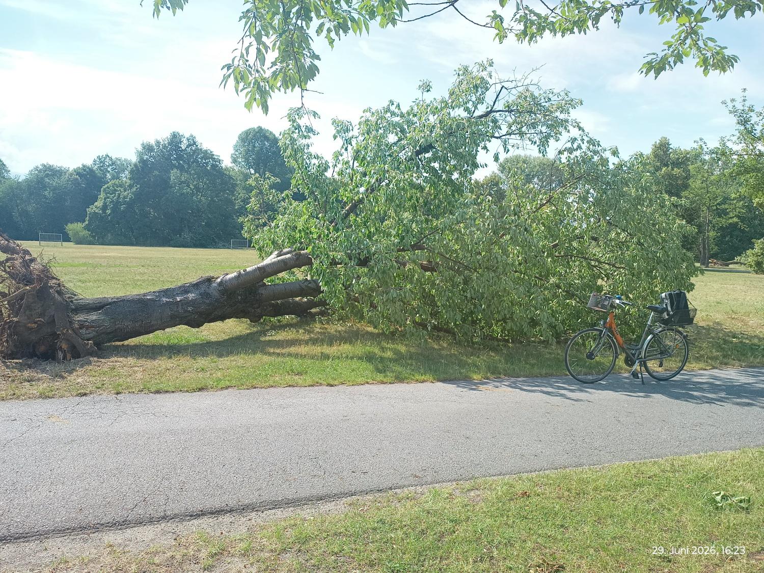 Ein entwurzelter großer Kirschbaum neben einem asphaltierten Weg. Rechts im Bild ist ein Fahrrad.Der Baum ist 5 bis 6 mal so lang wie das Rad