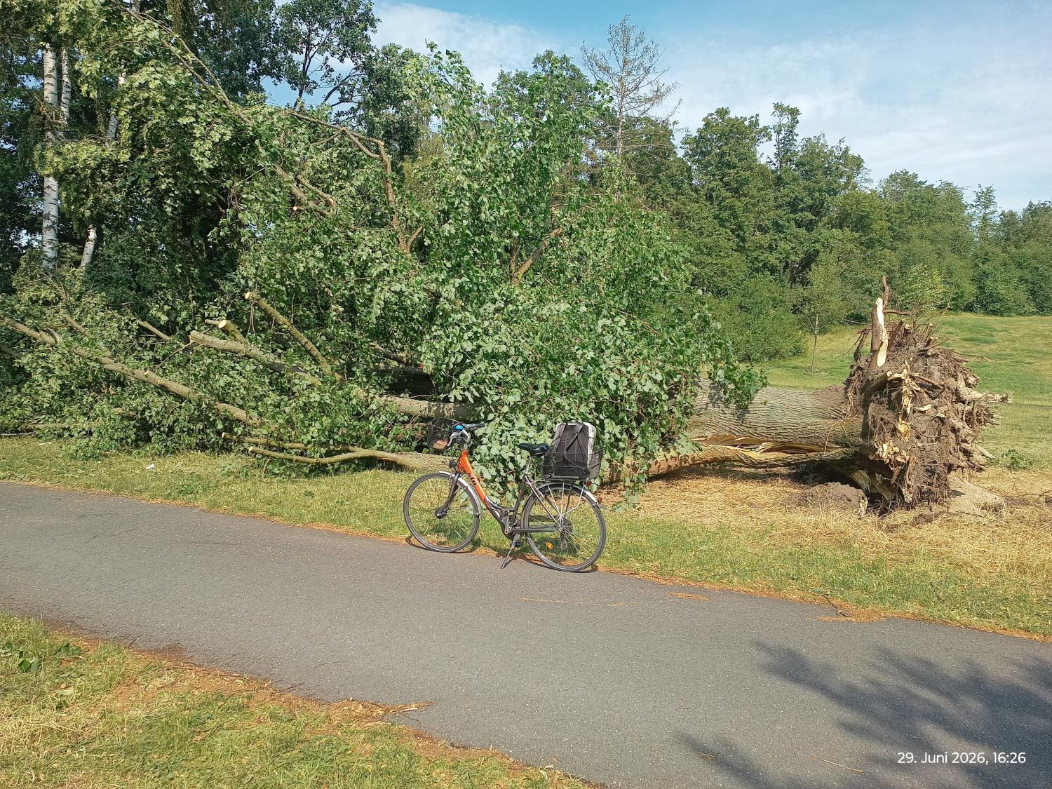 Eine große entwurzelte Linde neben einem asphaltierten Weg. Vor dem Baum steht ein Fahrrad. Der Wurzelstock der Linde ist etwa doppelt so hoch die das Fahrrad.