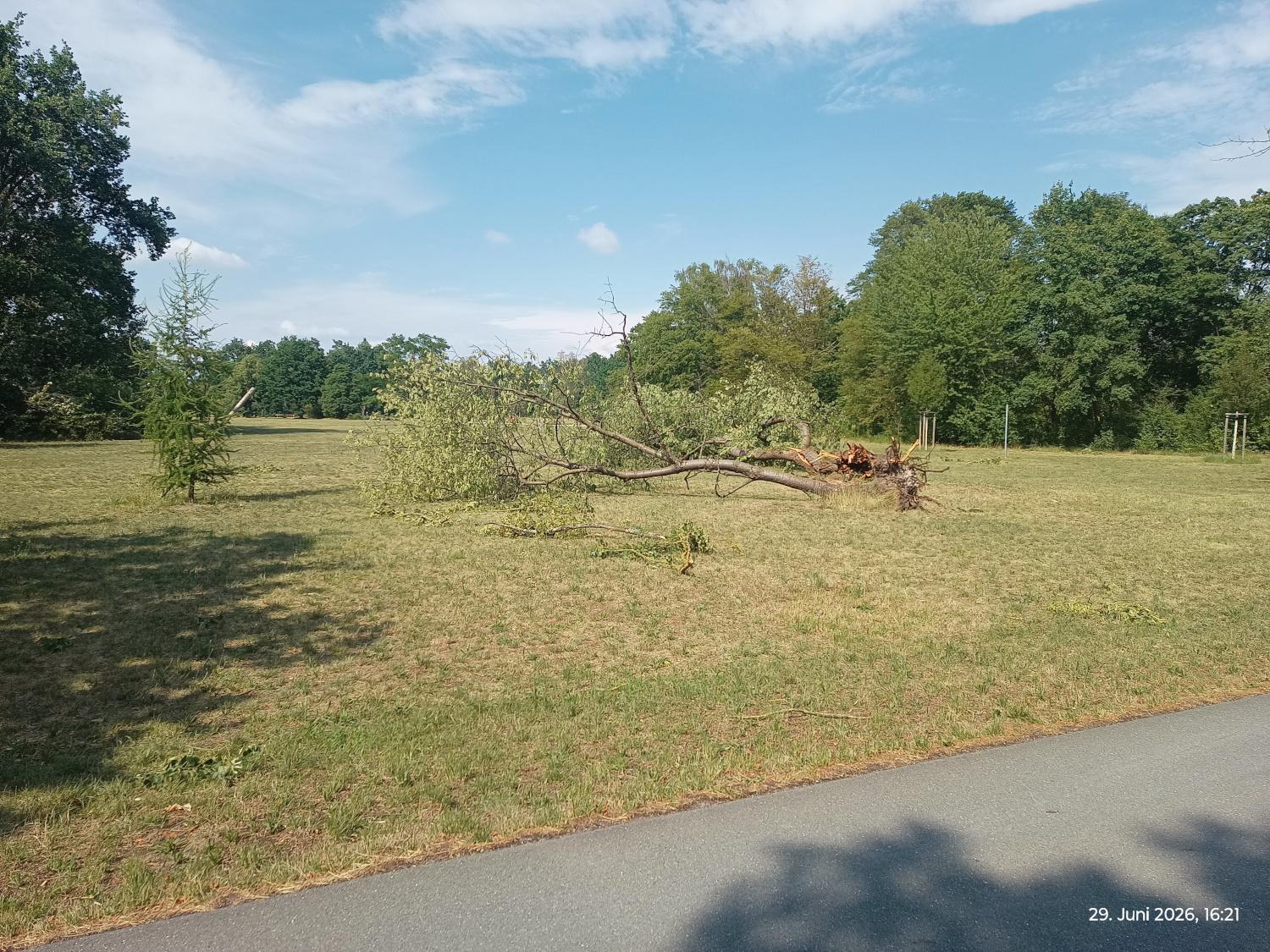 Zwei mittelgroße entwurzelte Bäume auf einer Wiese. Links daneben ist ein kleiner Baum, der den Sturm überstanden hat. Im Vordergrund ein asphaltierter Weg.
