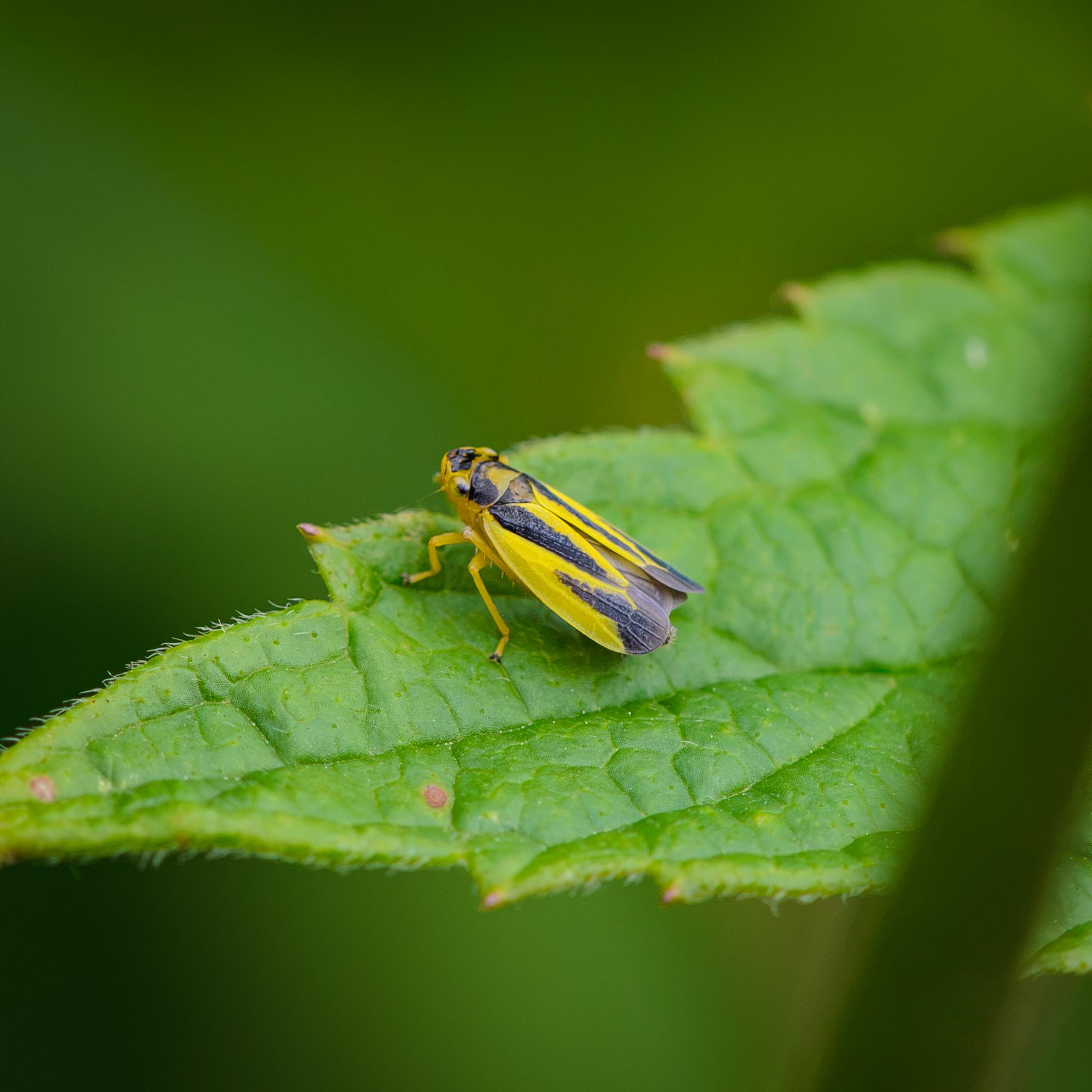 A very distinctive large leafhopper seen side on and from behind, sitting on a green leaf. It has a lemon yellow base colour with black patches and stripes from the head to the wing covers. The latter are partly open, just before it jumped away.