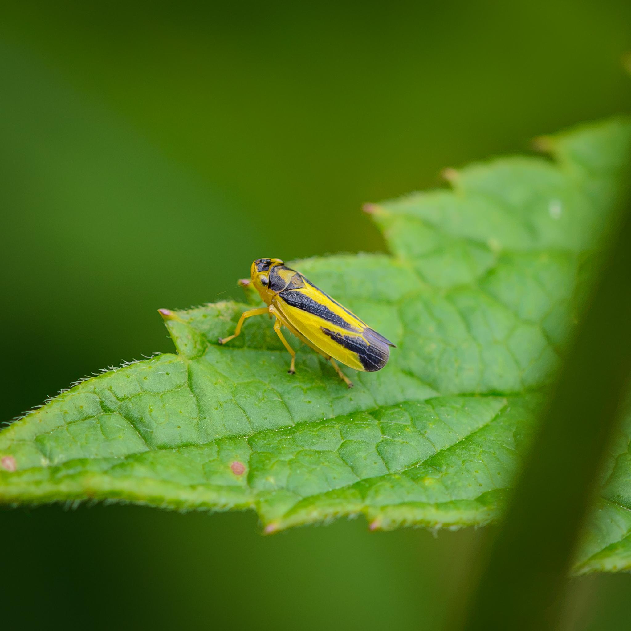 The same leafhopper moments before, with its wings fully closed.
