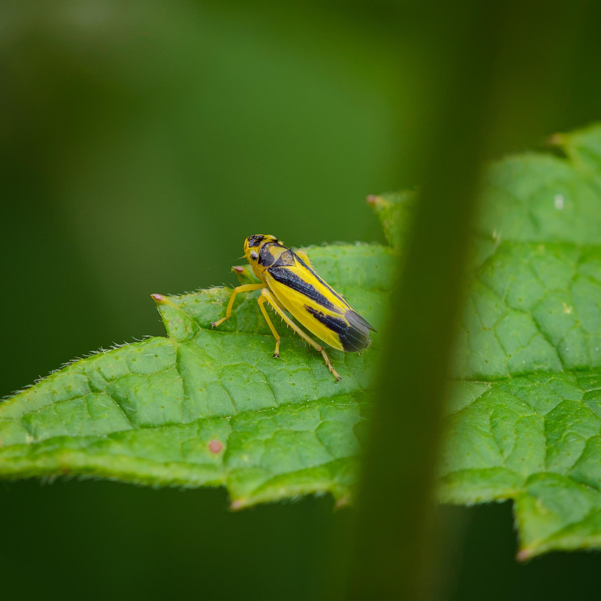 Again, the same leafhopper from a slightly different angle.