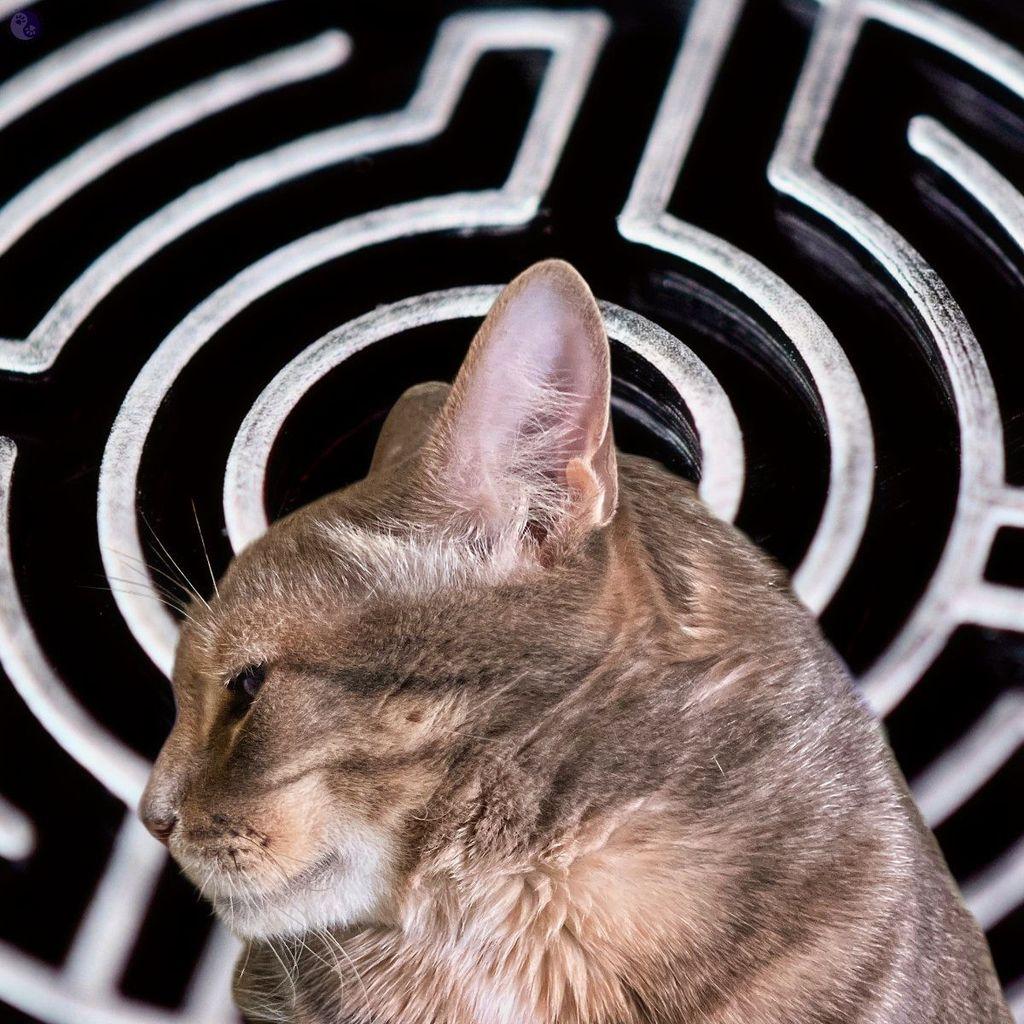 The background of a photo illustration is a black and white maze seen from above, and superimpoised on it is the profile of a gray tabby cat head, with big ears and white around his jaw.