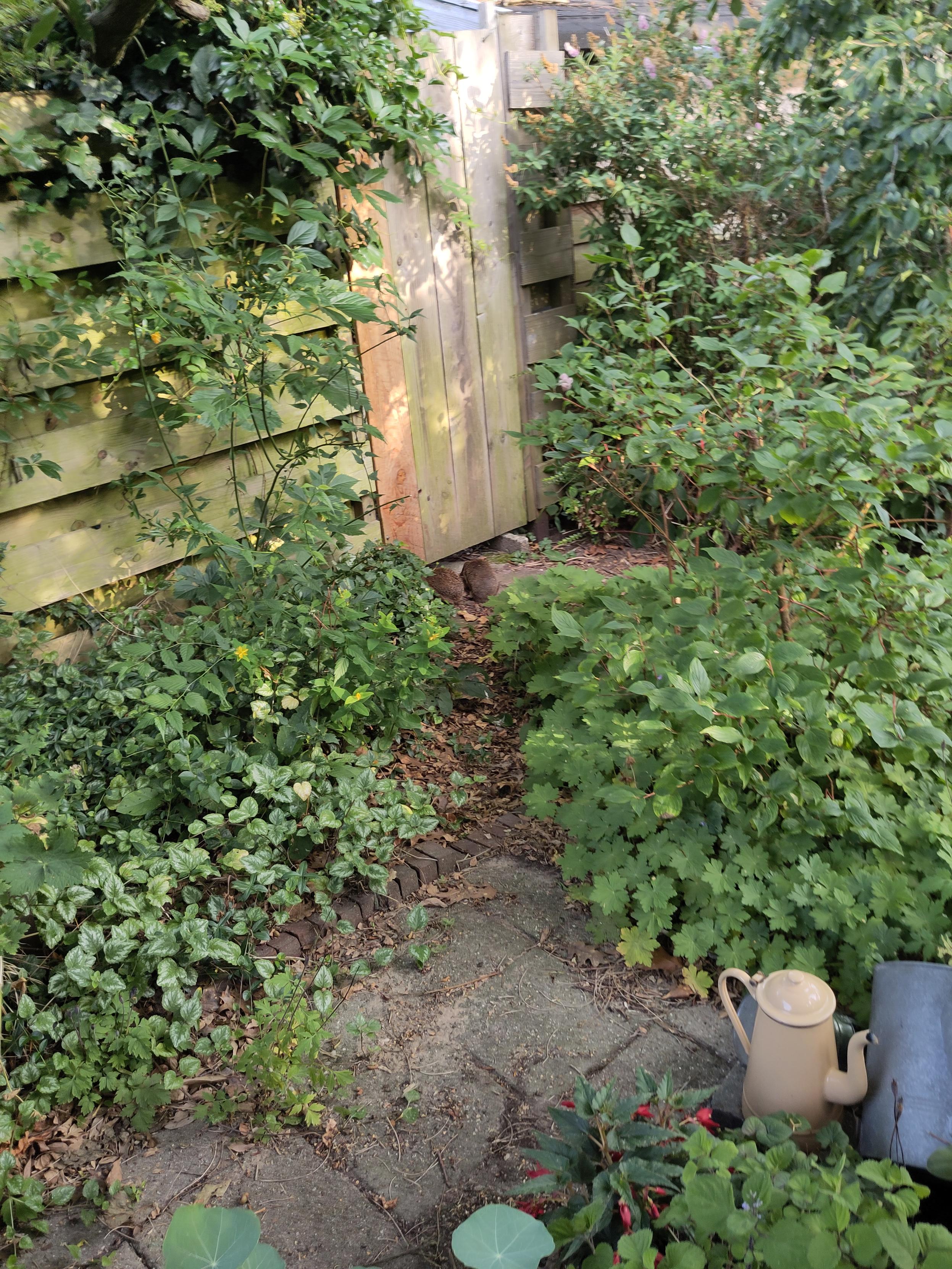 Twee egeltjes vlak voor het moment dat ze onder het deurtje in de schutting de buurtuin in gaan.