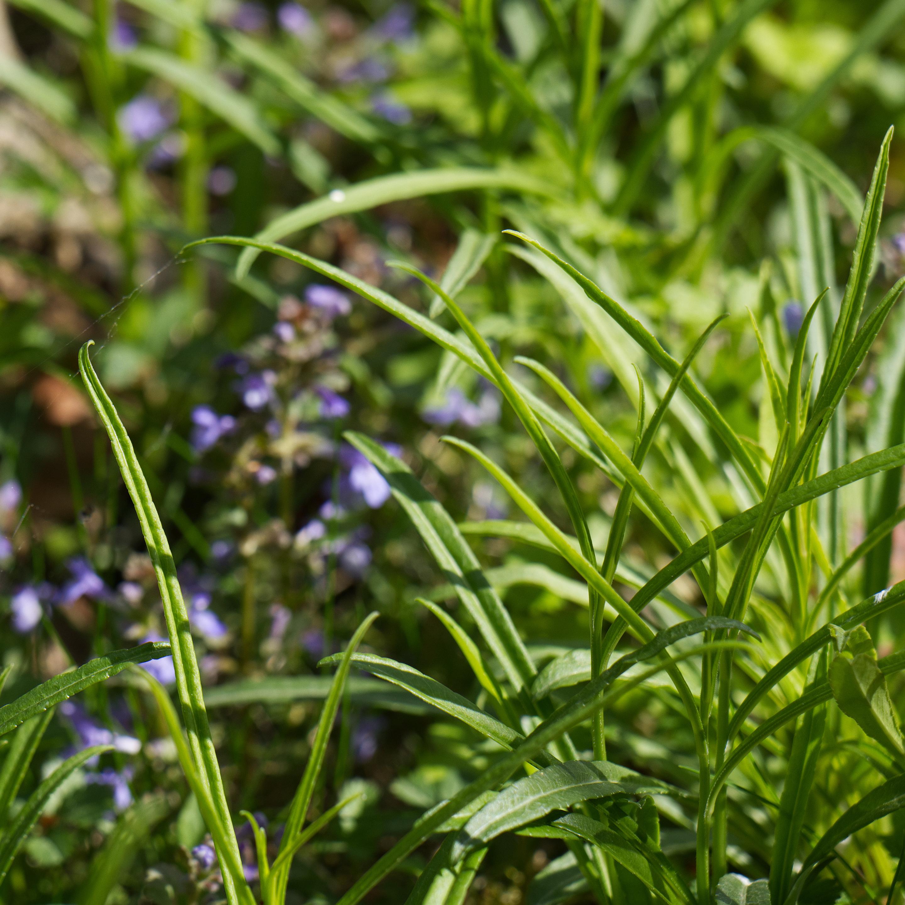 Großaufnahme von Gras