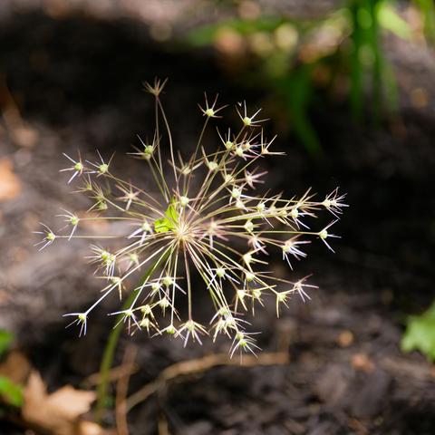 Allium globe flower gone to see with bifurcations at the tips with mostly dirt behind with some harsh shadows and little bits of green and brown on the ground