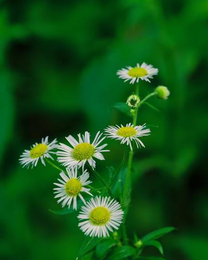 Six daisies with a yellow disc and white rays with sharp detail in front of blurred out green foliage in the background with dark spots