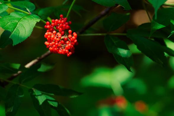 A cluster of red berry is in the upper left corner with a branch in focus with some leaves but behind it is more of the same blurred out
