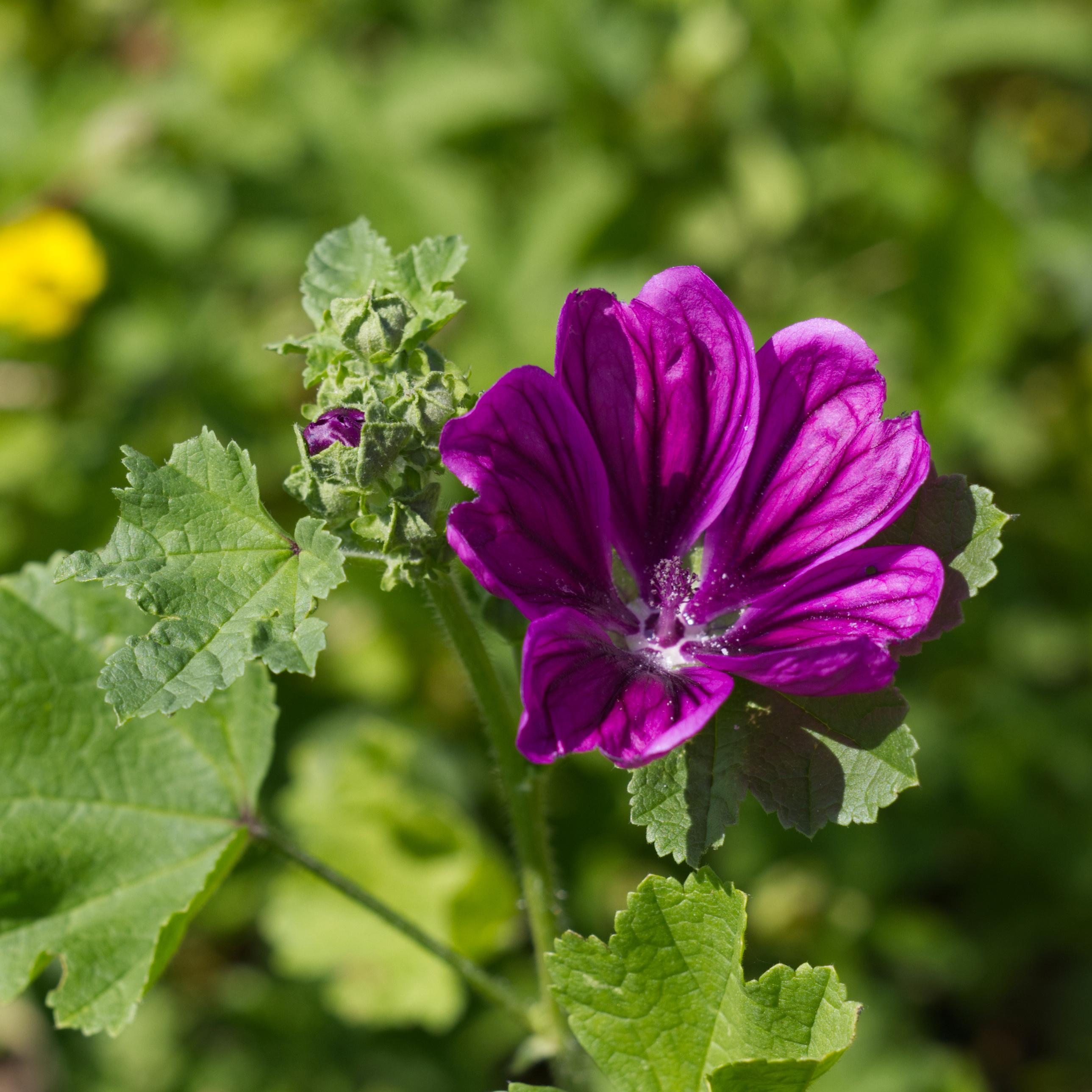 Großaufnahme einer Malven-Blüte