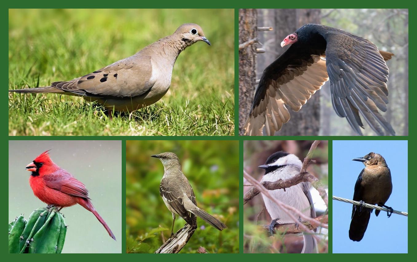 A photomontage of the birds in today's updated quiz.