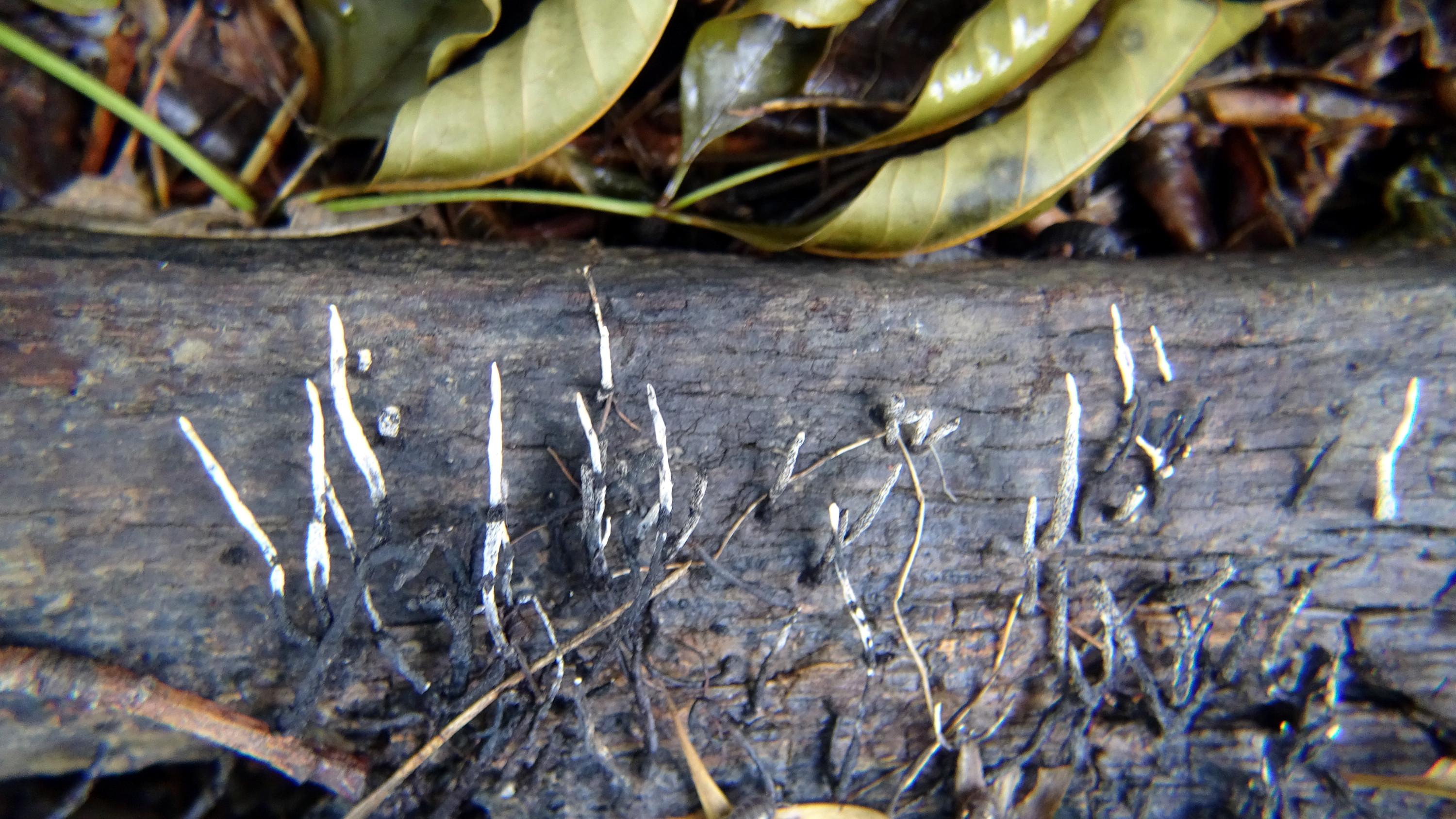 A bit of rotting lumber with what I think is staghorn's fungus rising up like skeletal fingers.