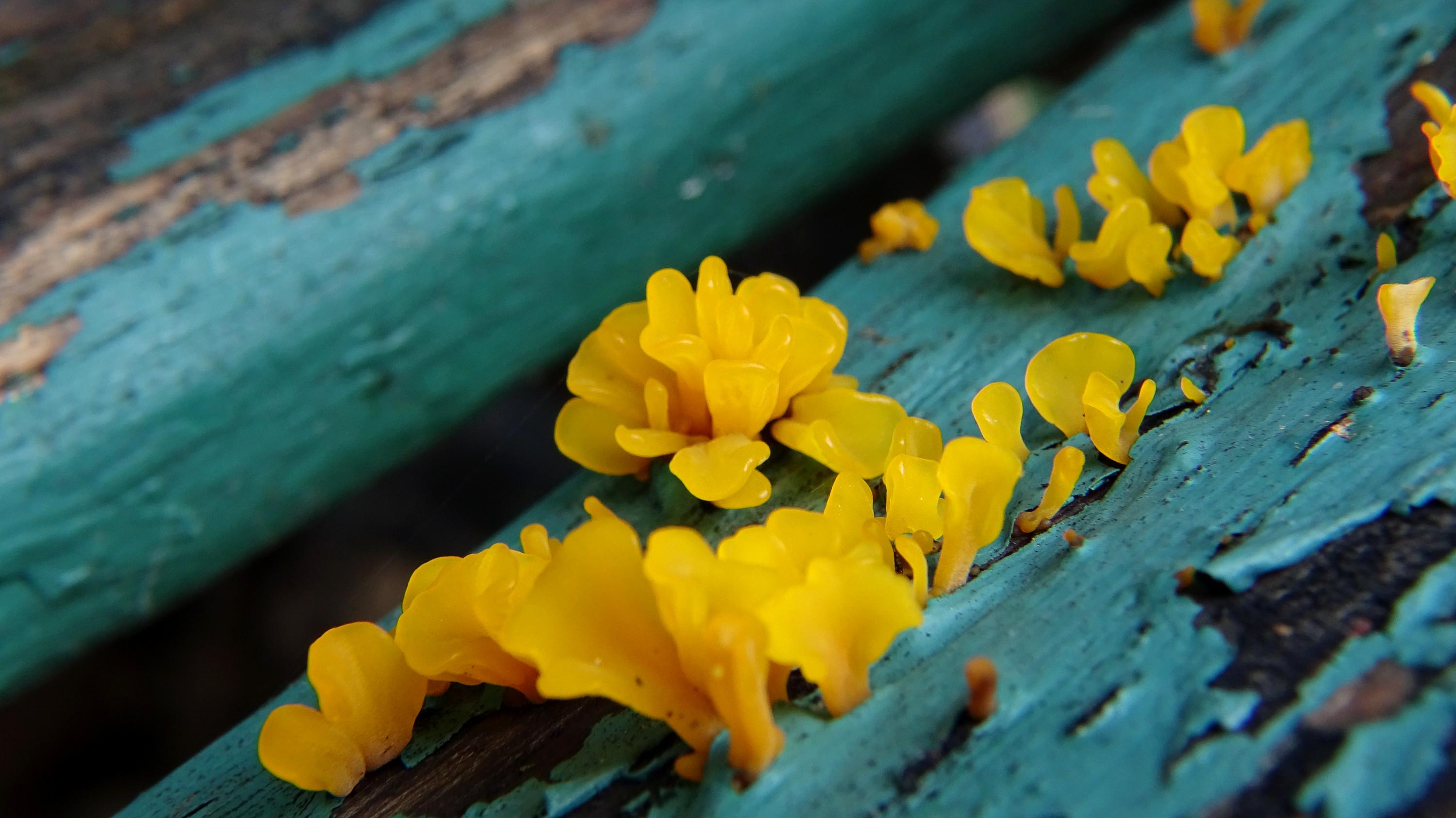 I like to take regular photos of the golden fan shaped jelly fungus growing in the cracks of the green paint on my old bench. I only get to see it after a few days of rain, it always looks so pretty.