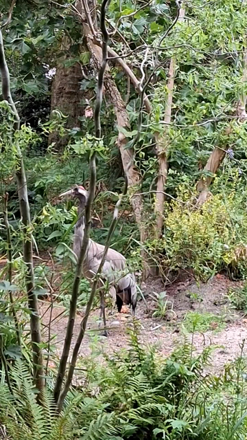 A large bird making a loud tooting noise