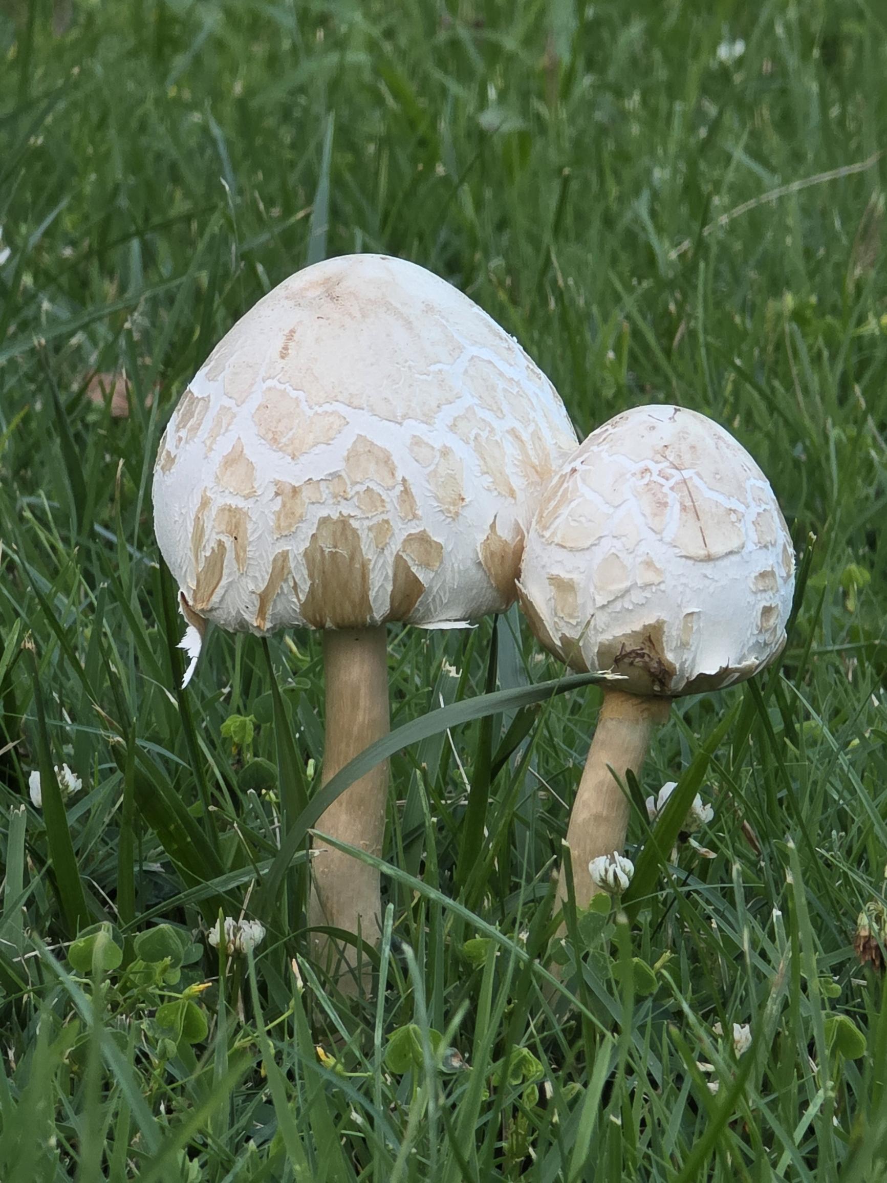 Two white mushrooms with tan stems and tan spots on their caps surrounded by grass.