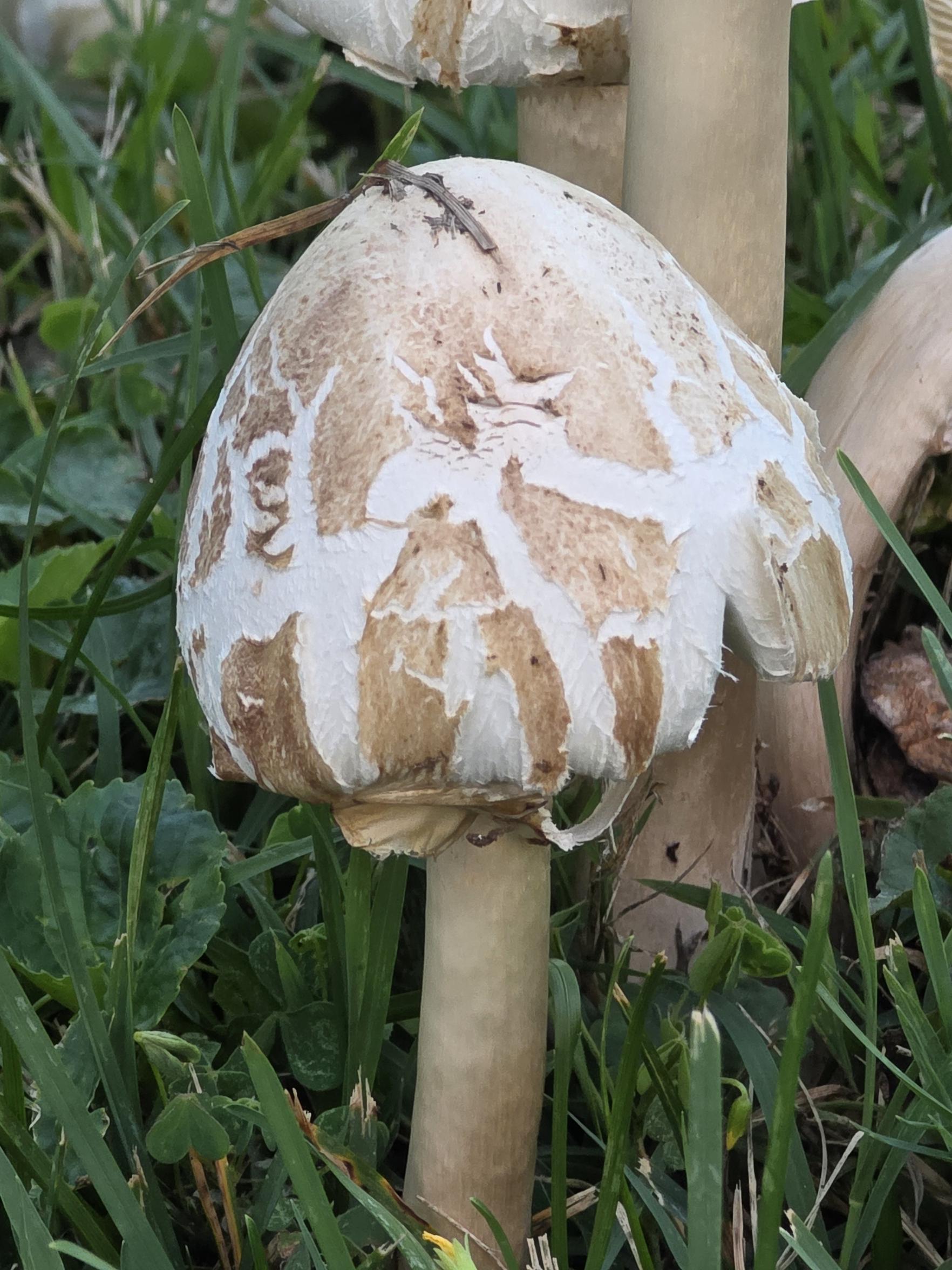 A short tan mushroom with a tan stem and white veins on its cap surrounded by grass.