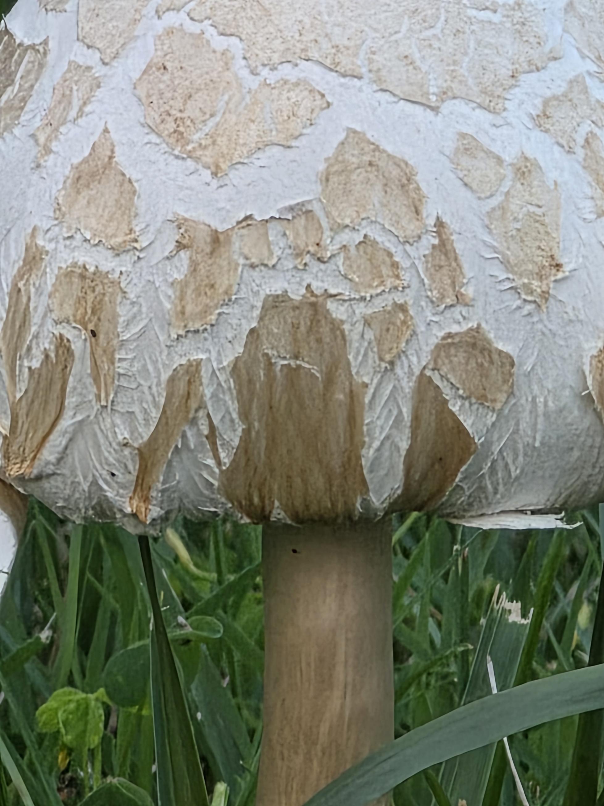 Closeup of a mushroom cap. It's tan with white veins.