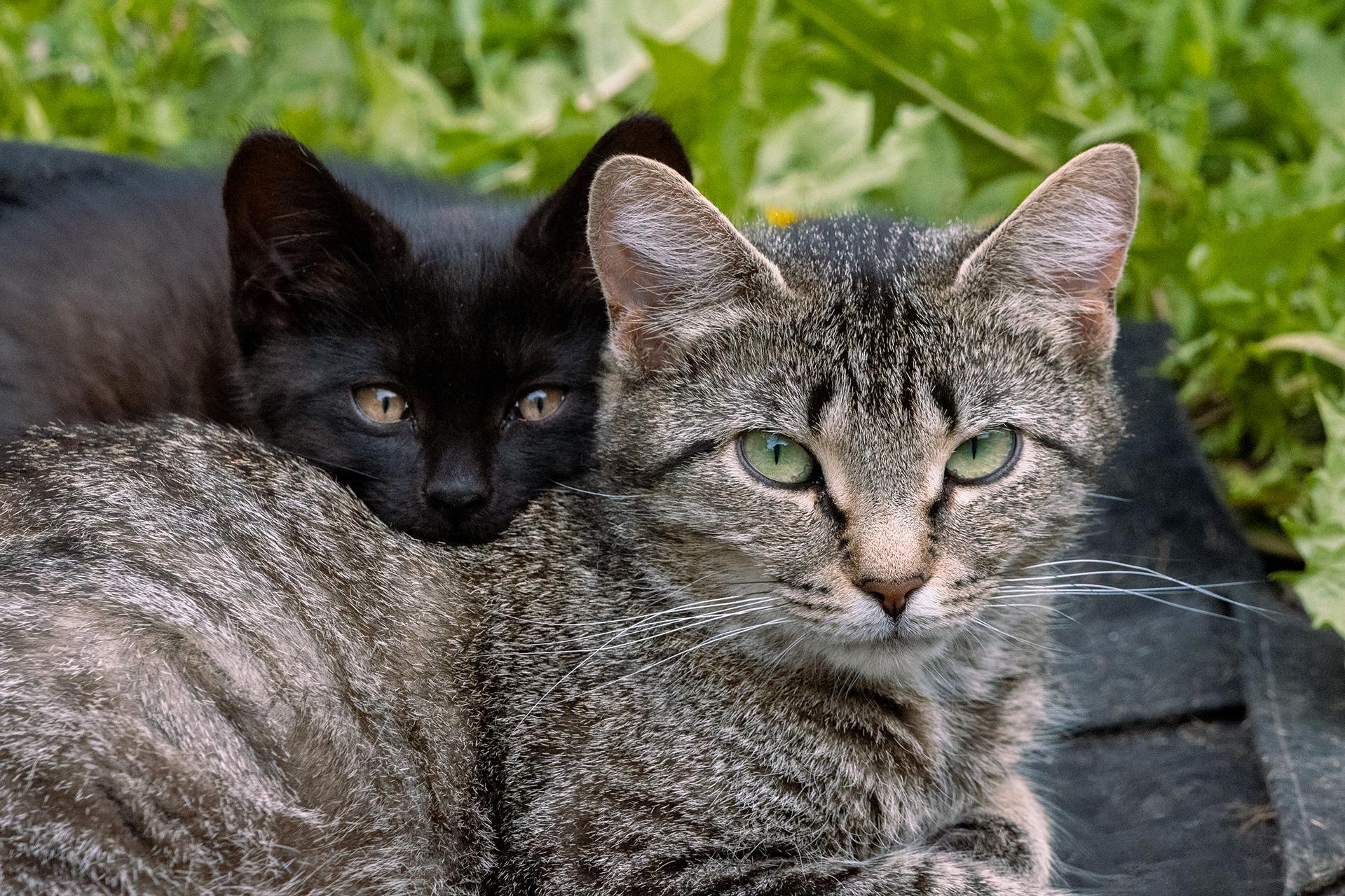 Your Daily Dose of Fluff 🐾🥰

Sadie (first solo photo) and Shadow (little black one) with momma Mina. These two little cuties are off to their foster home to get ready for adoption. I miss them already! 💔