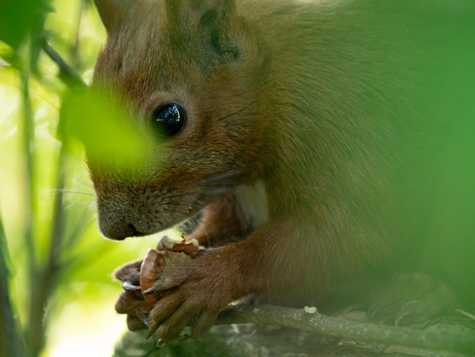 Hinter und zwischen unscharfen grünen Blätter hockt ein Eichhörnchen. Zwischen seinen Vorderpfoten hält es eine frisch aufgenagte Haselnuss