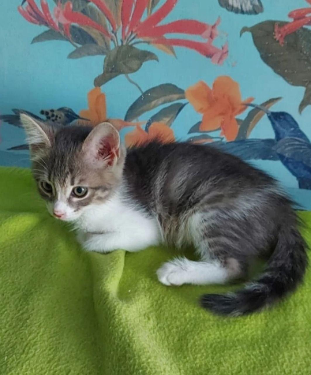 A side-view photograph shows a small kitten with tabby and white fur, curled in a loaf pose. The kitten is resting on a textured, bright green fleece blanket. Its head is up, looking towards the left with large, golden-brown eyes. The background is a blue-green patterned surface with orange flowers, red flowers, and hummingbirds.